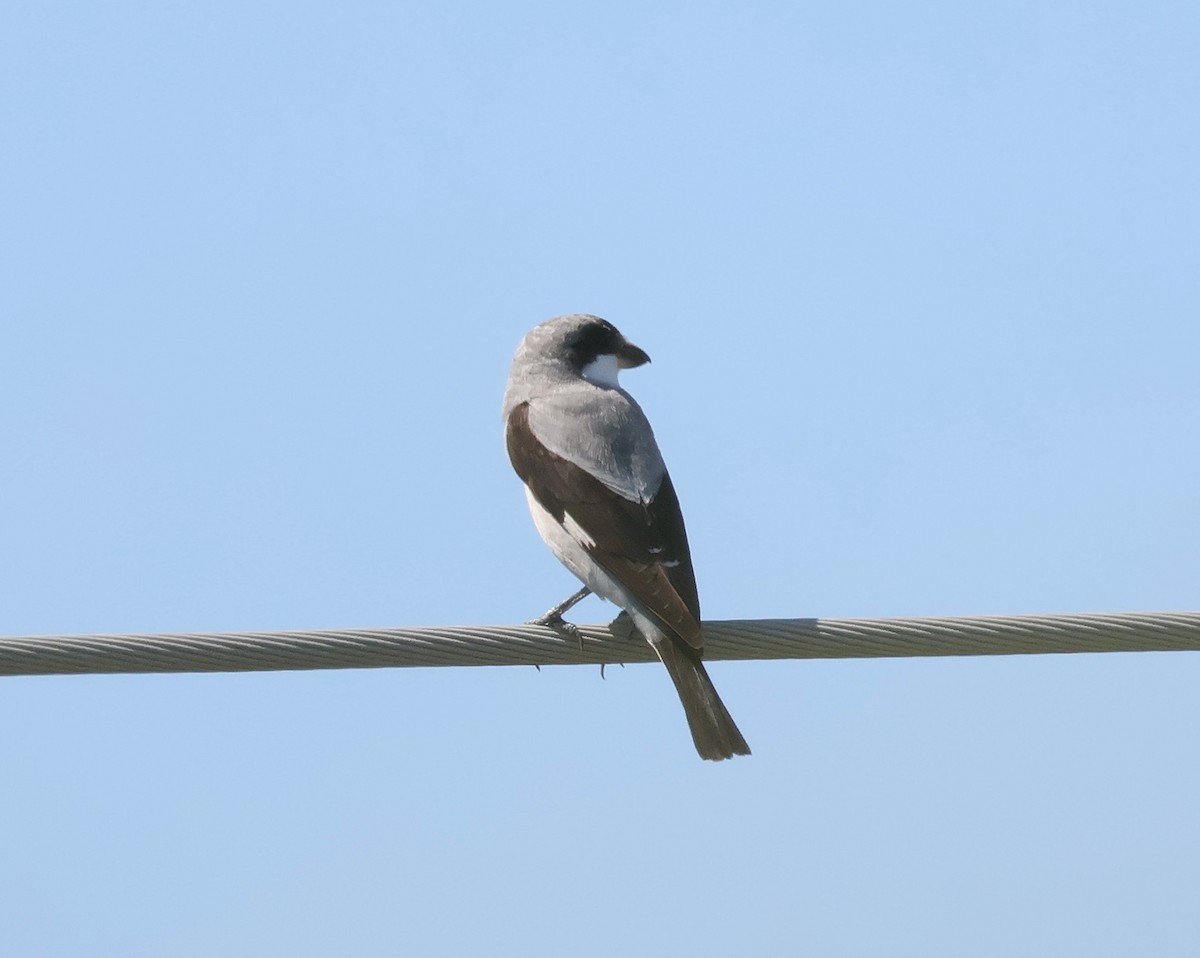 Lesser Gray Shrike - ML639753267