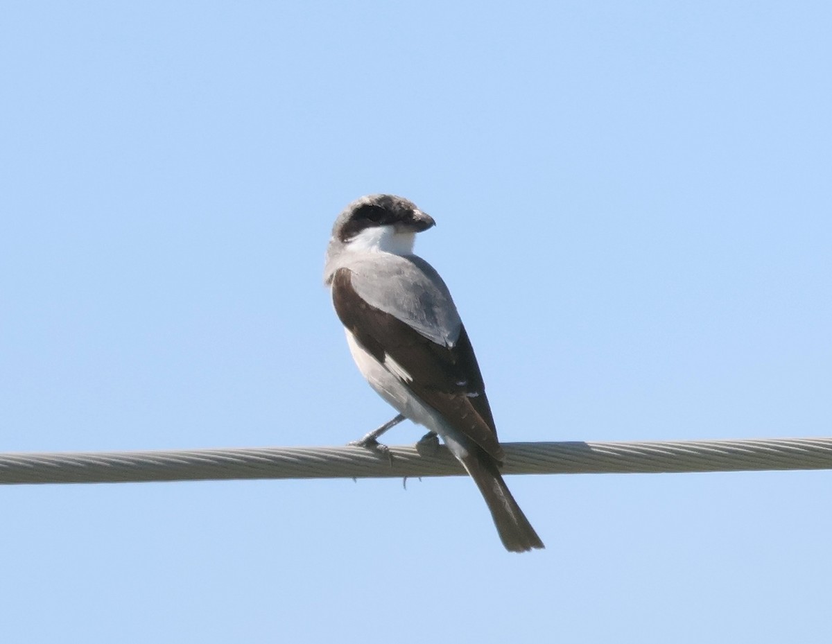 Lesser Gray Shrike - ML639753268