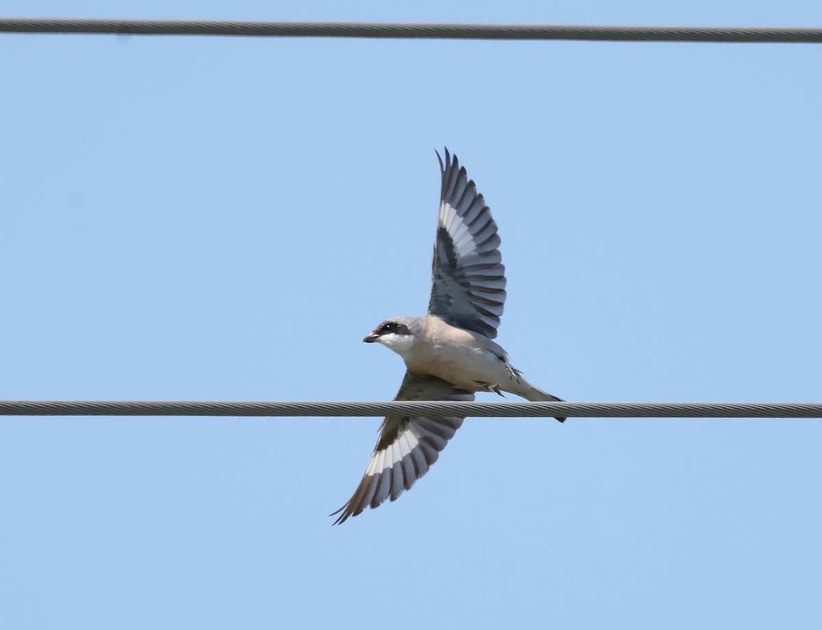 Lesser Gray Shrike - ML639753272