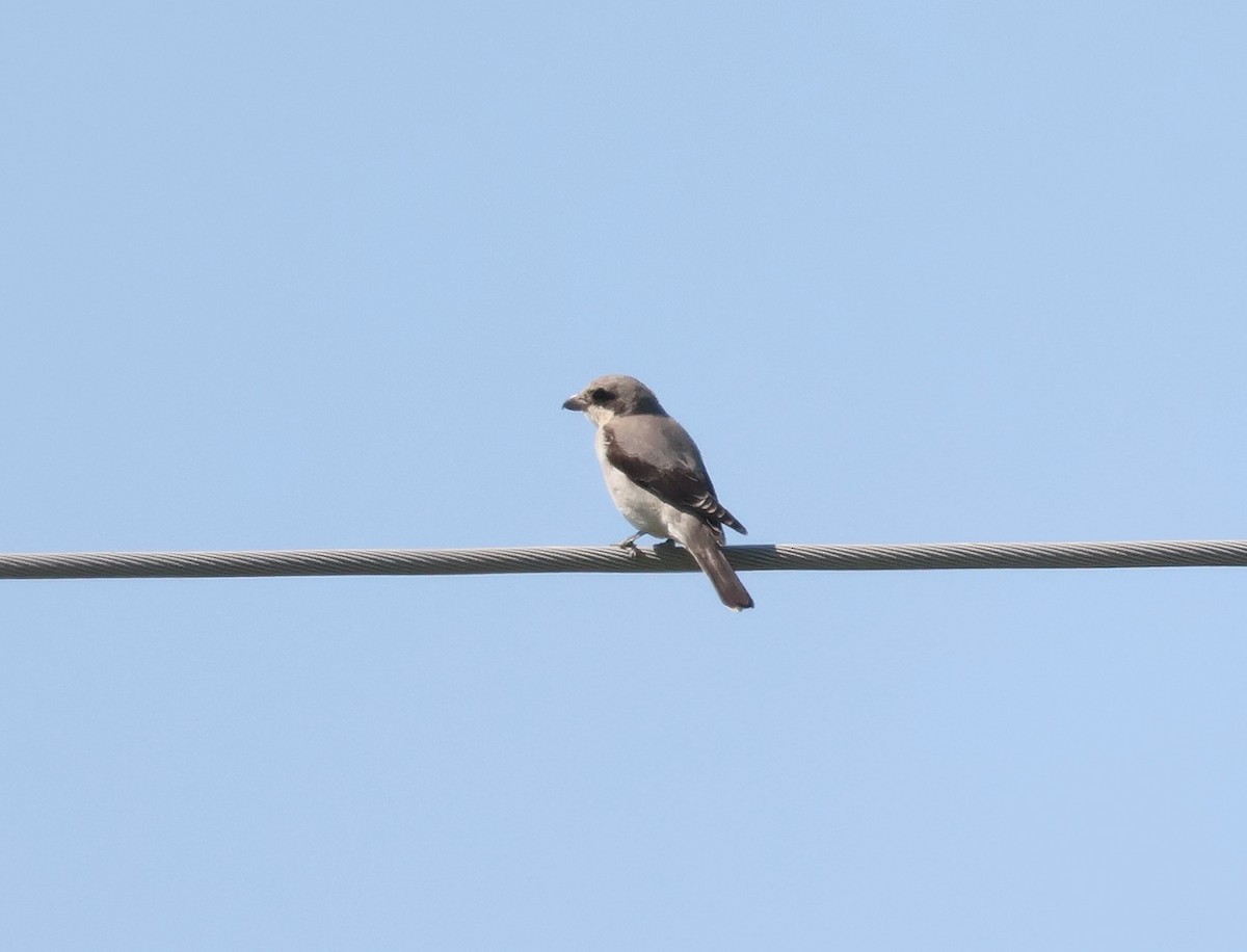 Lesser Gray Shrike - ML639753273