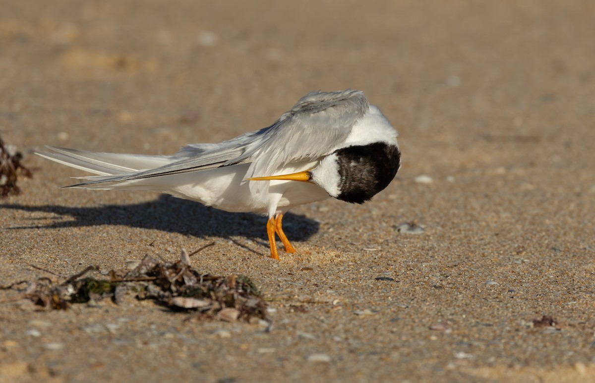 Australian Fairy Tern - ML639753285