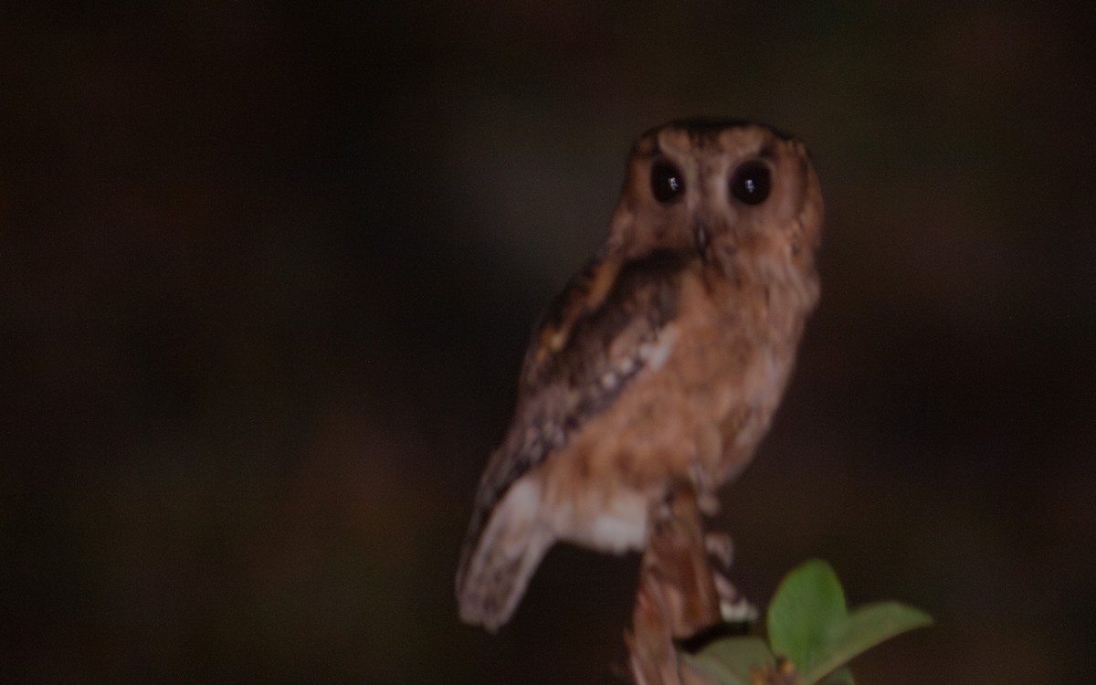 Indian Scops-Owl - ML639753303