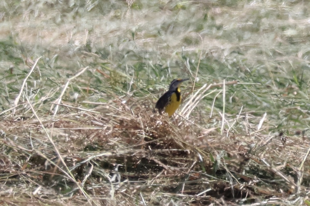 Eastern Meadowlark - ML639753333
