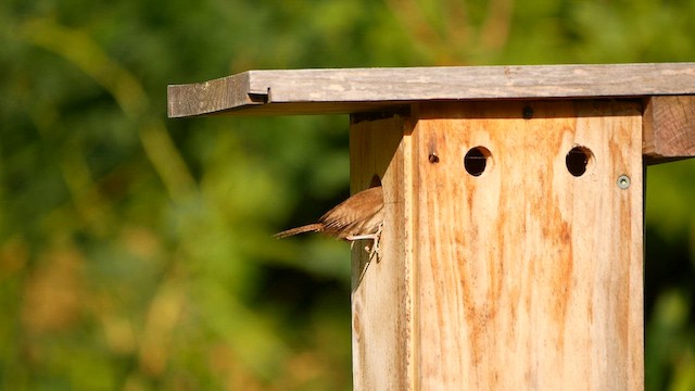 Northern House Wren - ML639753344