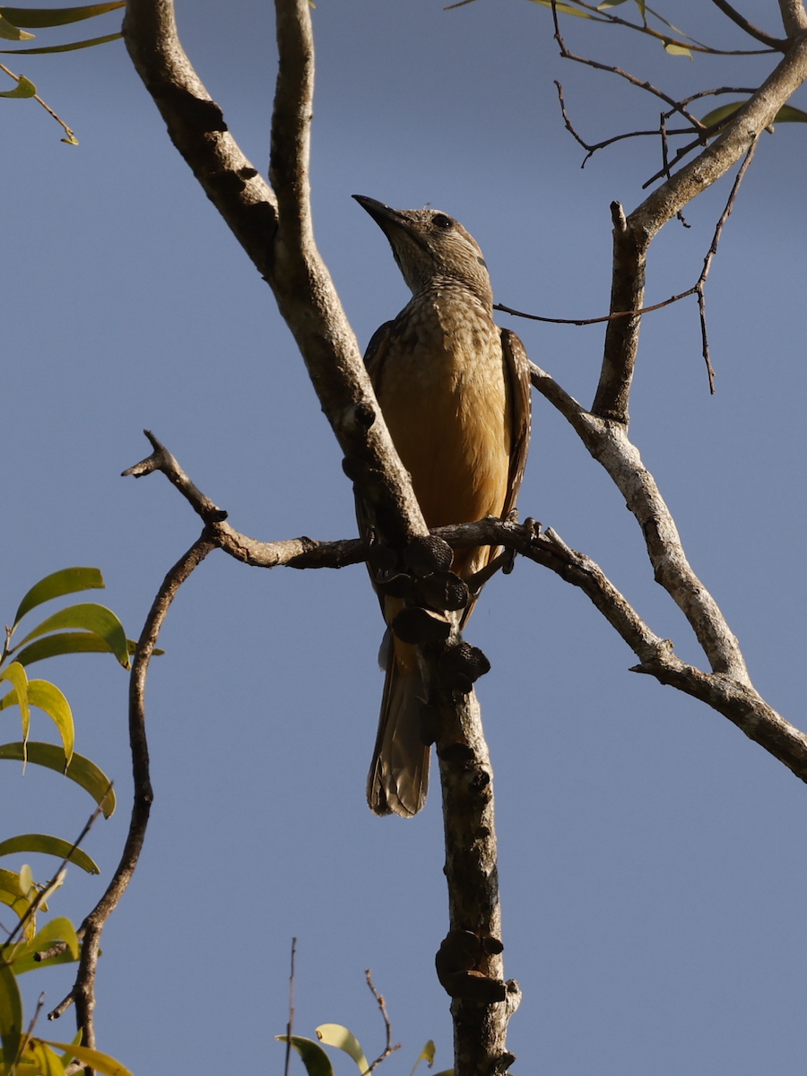 Fawn-breasted Bowerbird - ML639753348