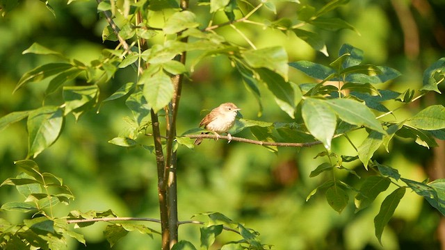 Northern House Wren - ML639753376