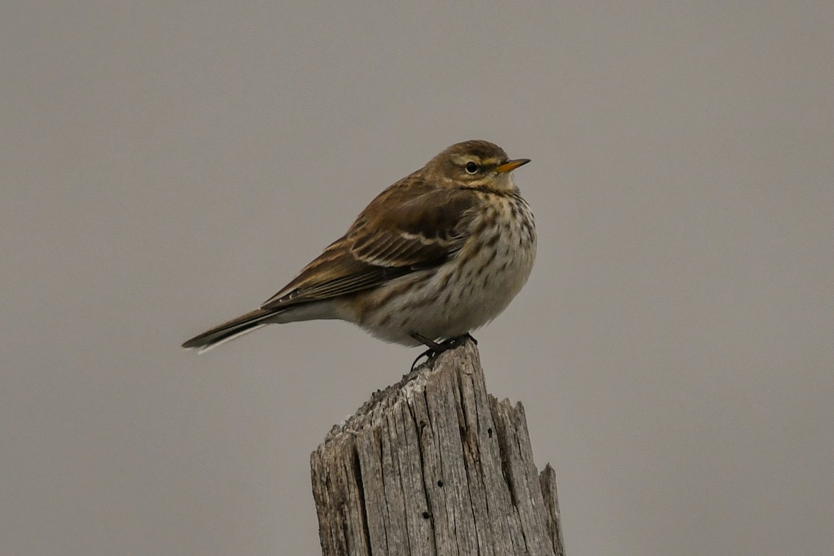 Water Pipit - ML639753383