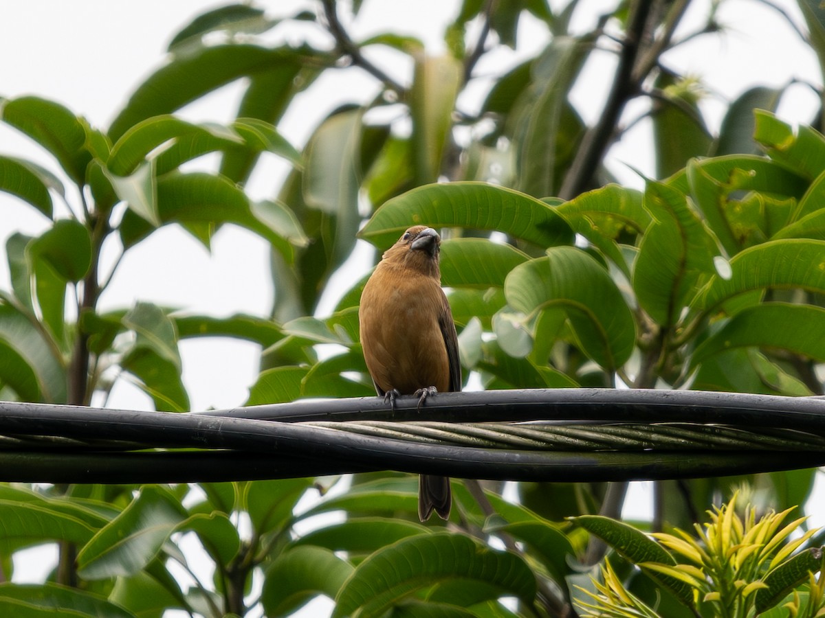 Large-billed Seed-Finch - ML639753392