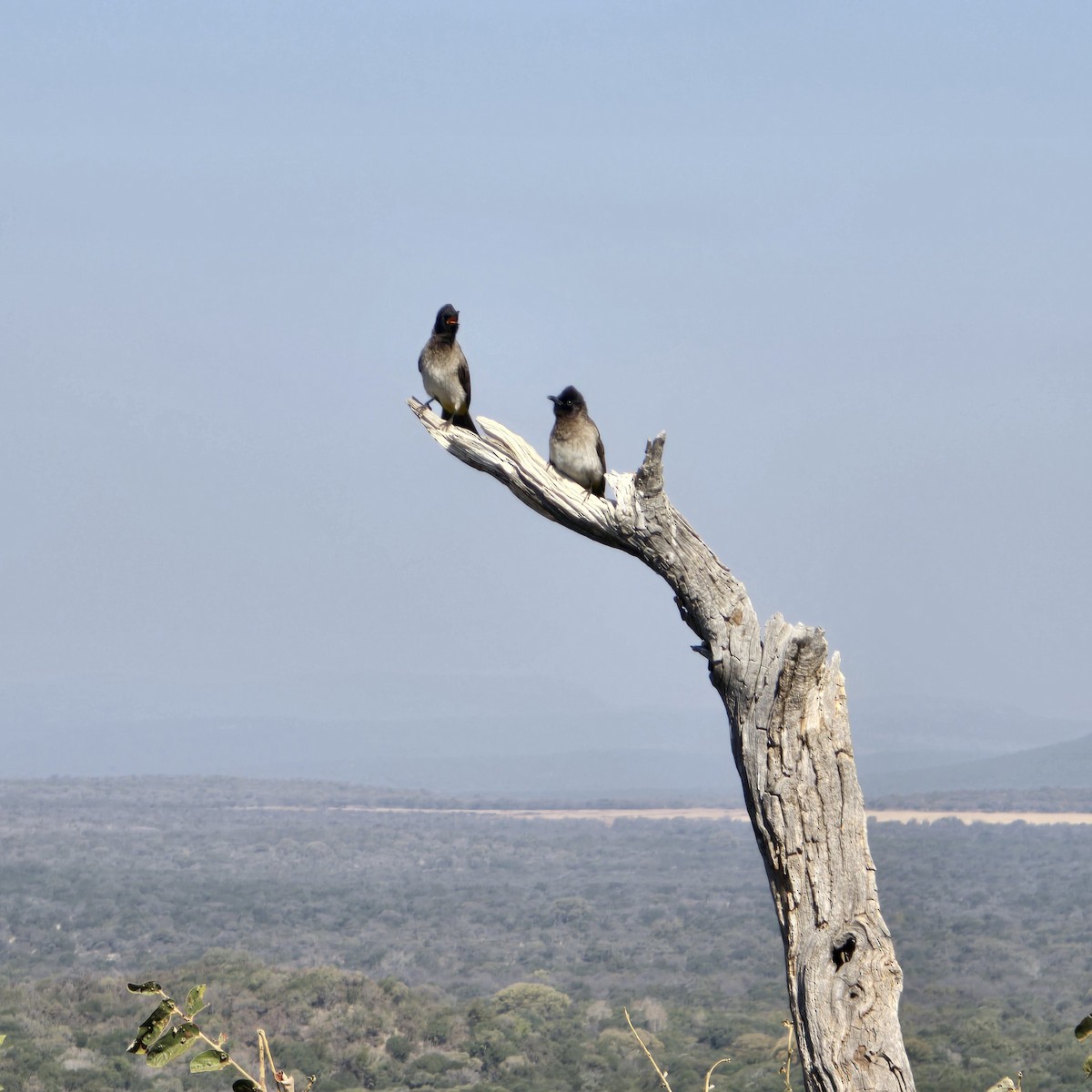 Common Bulbul - ML639753511