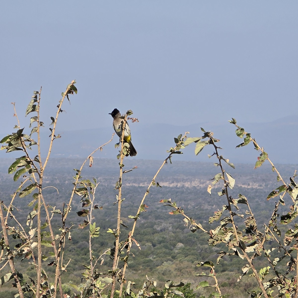 Common Bulbul - ML639753513