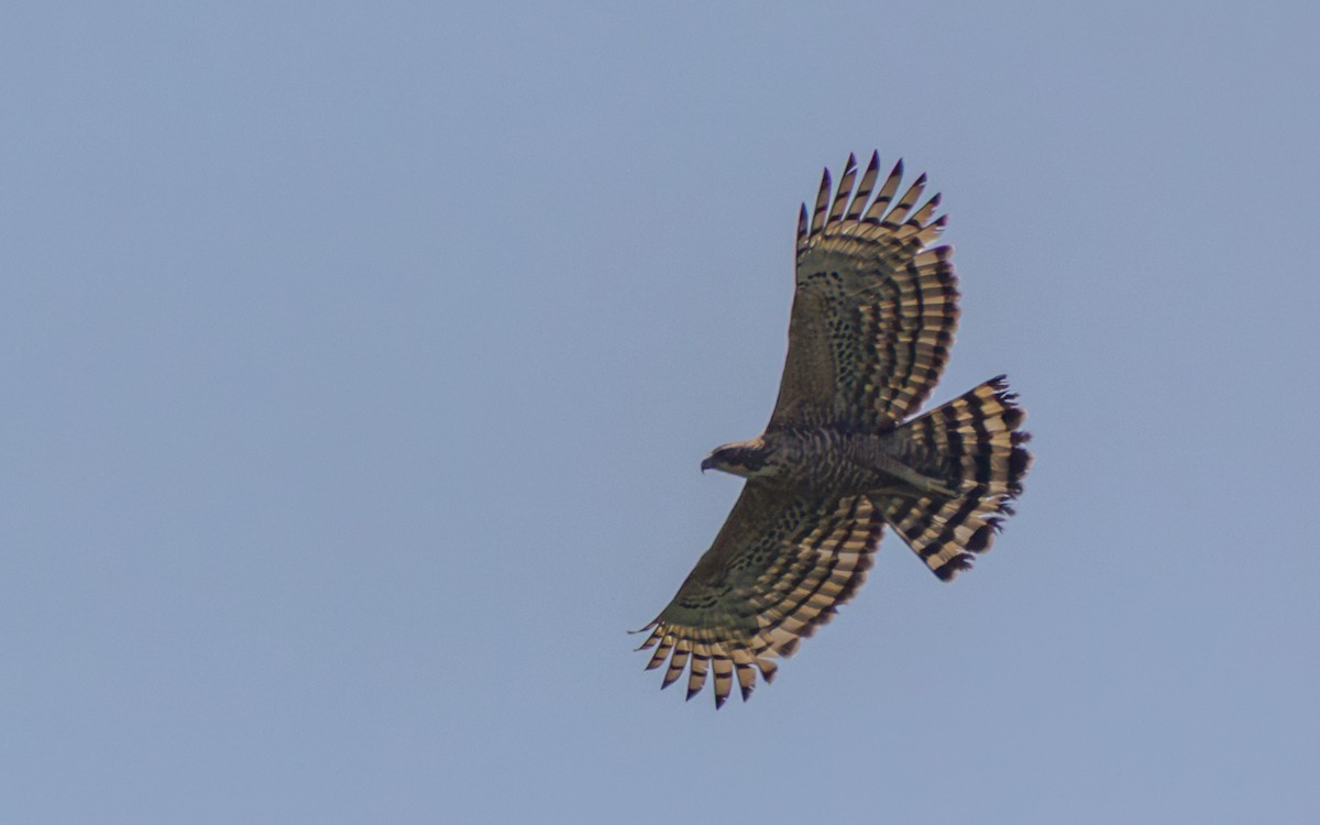Legge's Hawk-Eagle - ML639753555