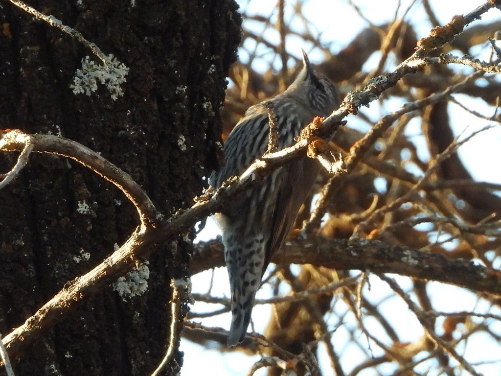 White-browed Treecreeper - ML639753672