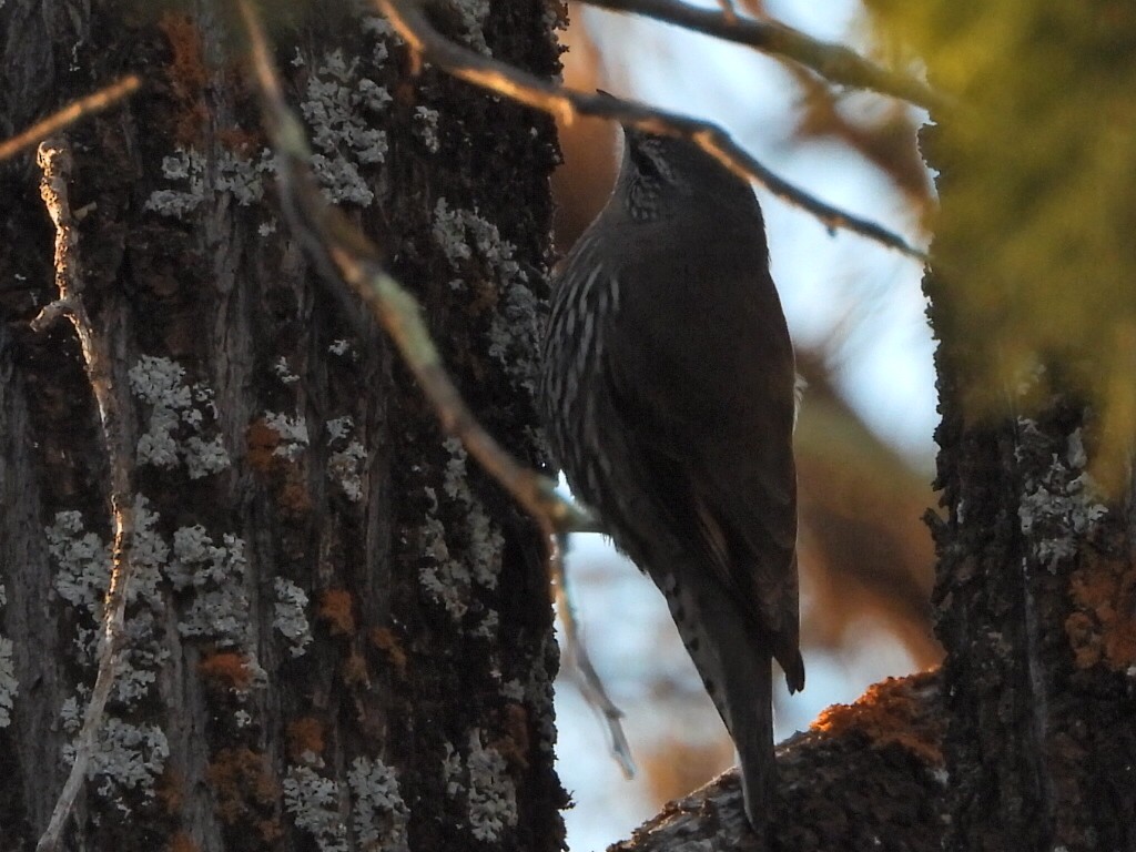 White-browed Treecreeper - ML639753674