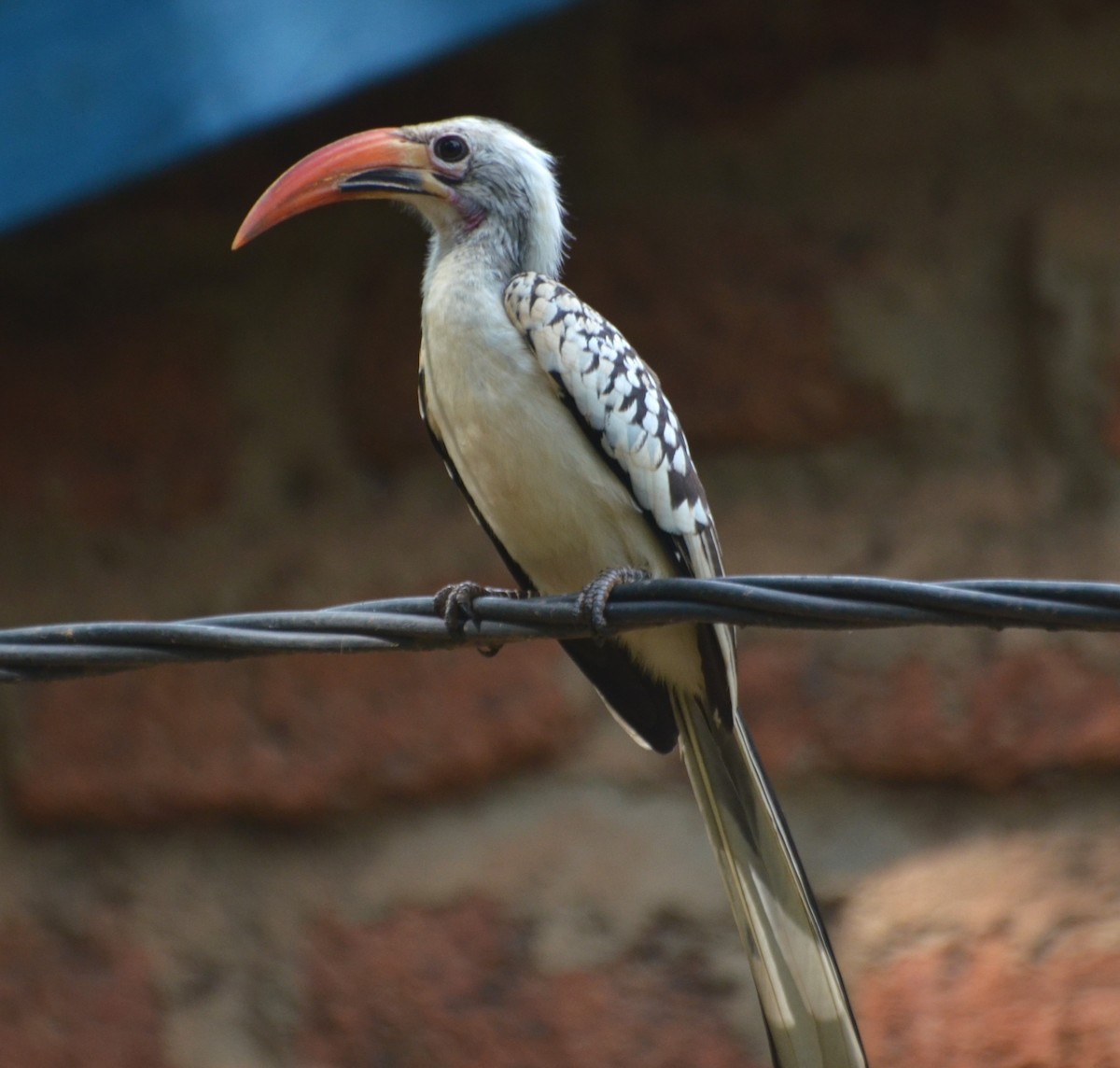 Northern Red-billed Hornbill - ML639753706