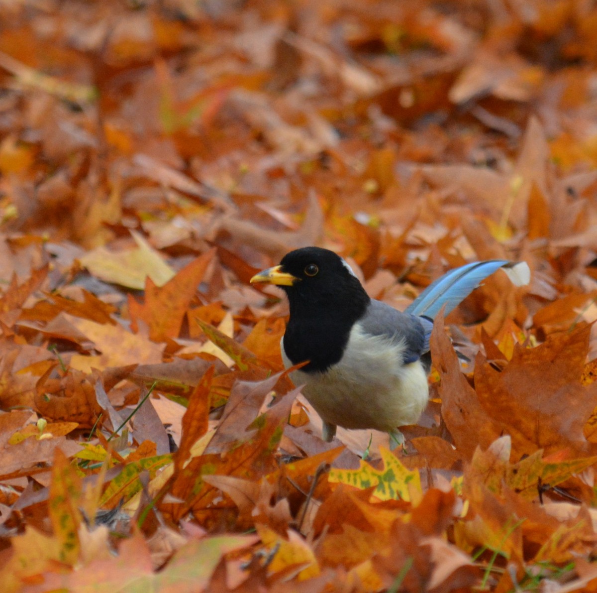 Yellow-billed Blue-Magpie - ML639753778