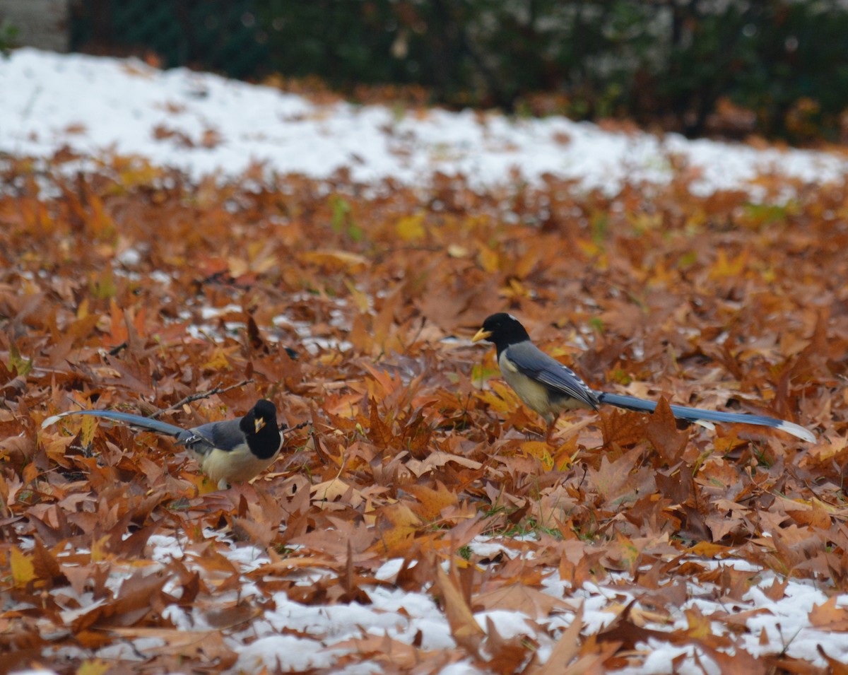 Yellow-billed Blue-Magpie - ML639753779