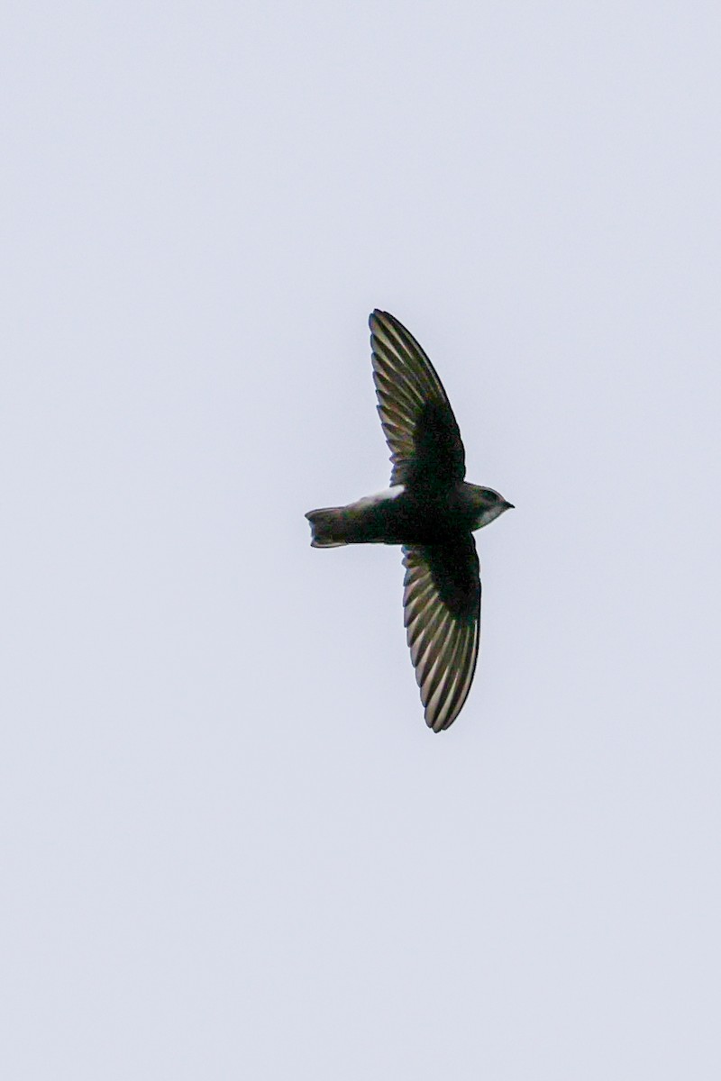 Little Swift - ML639753832
