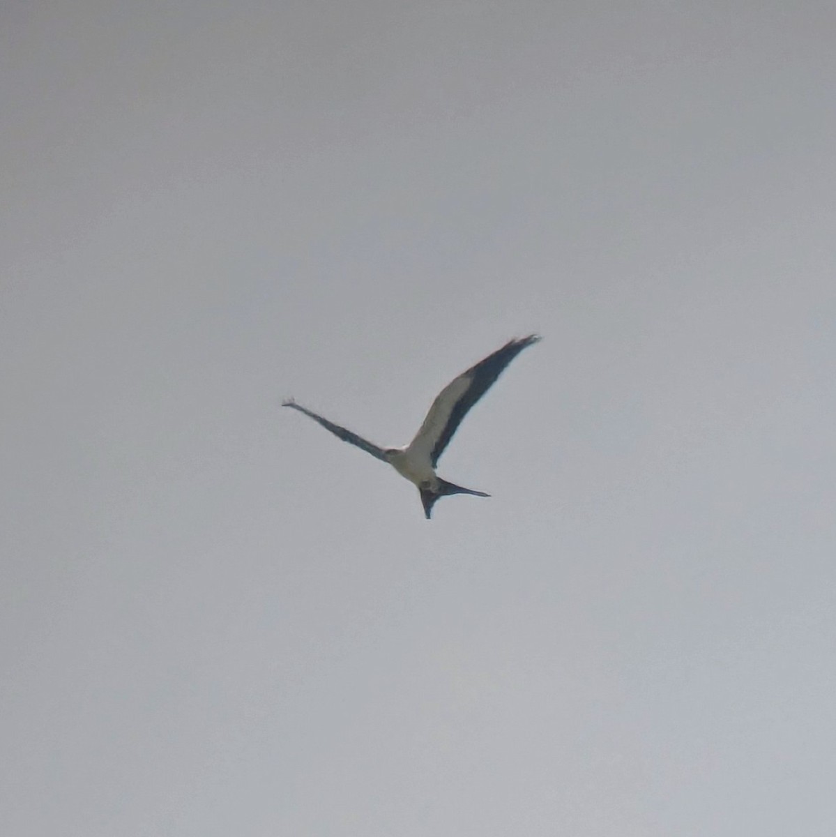 Swallow-tailed Kite - ML639753897