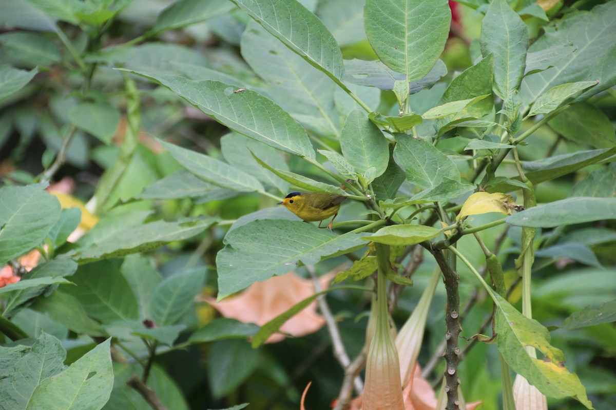 Wilson's Warbler - ML639753923