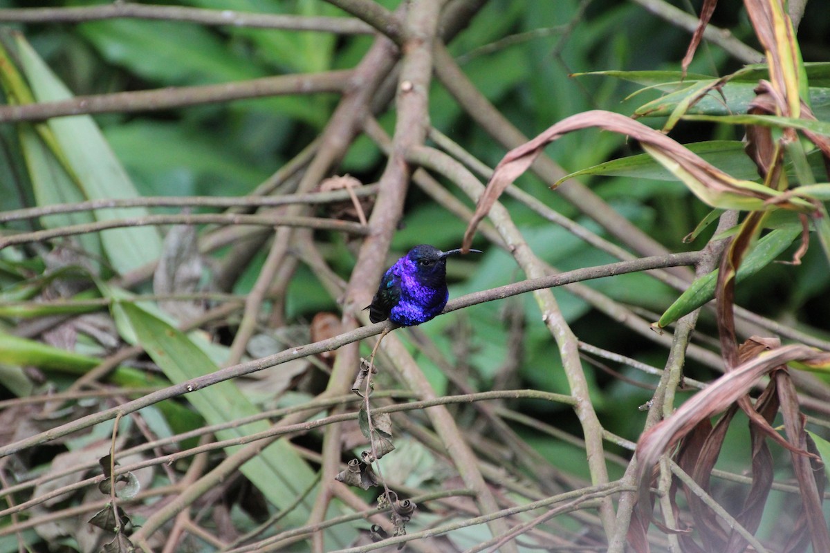 Violet Sabrewing - ML639753940