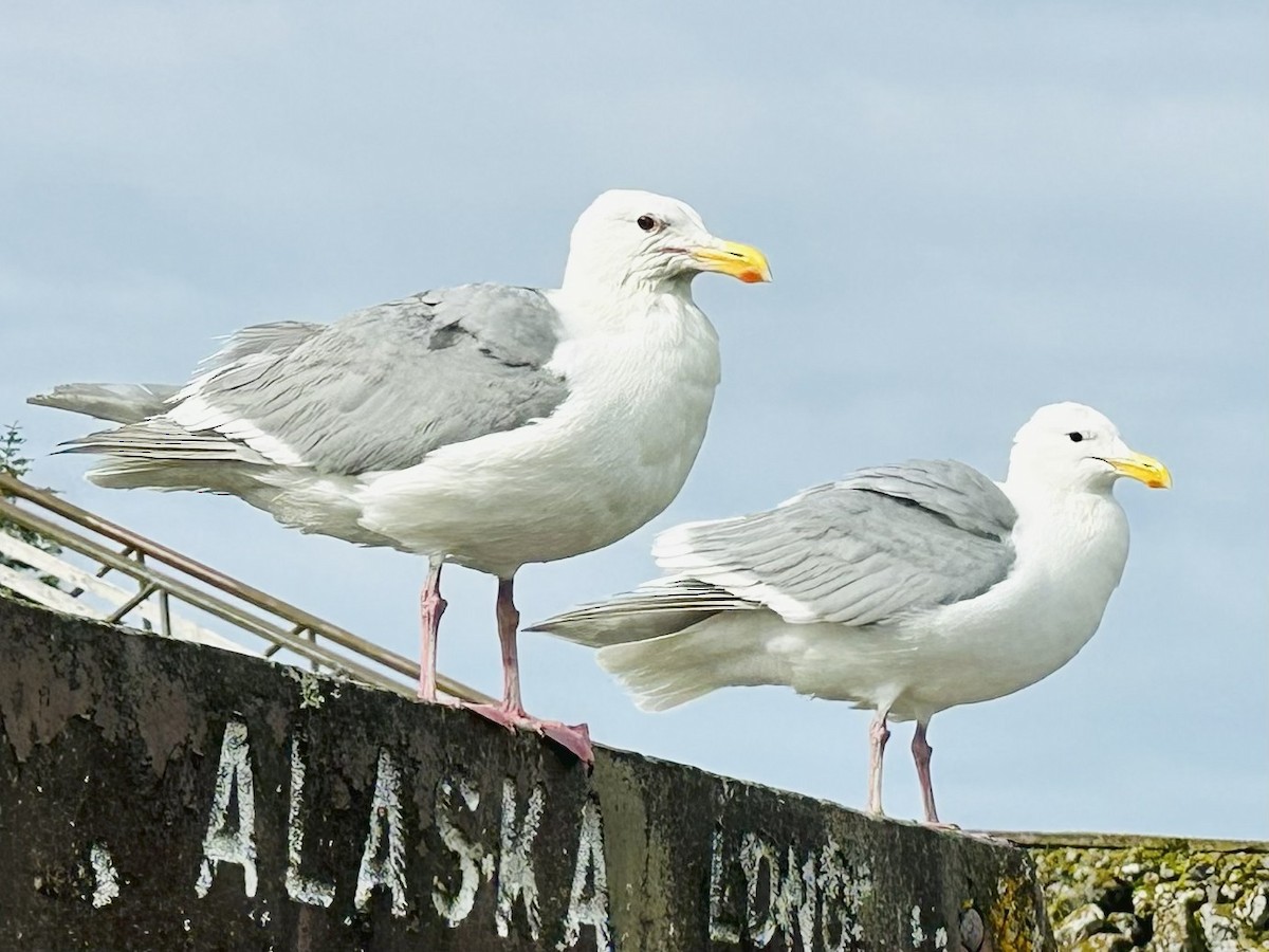 Glaucous-winged Gull - ML639753952