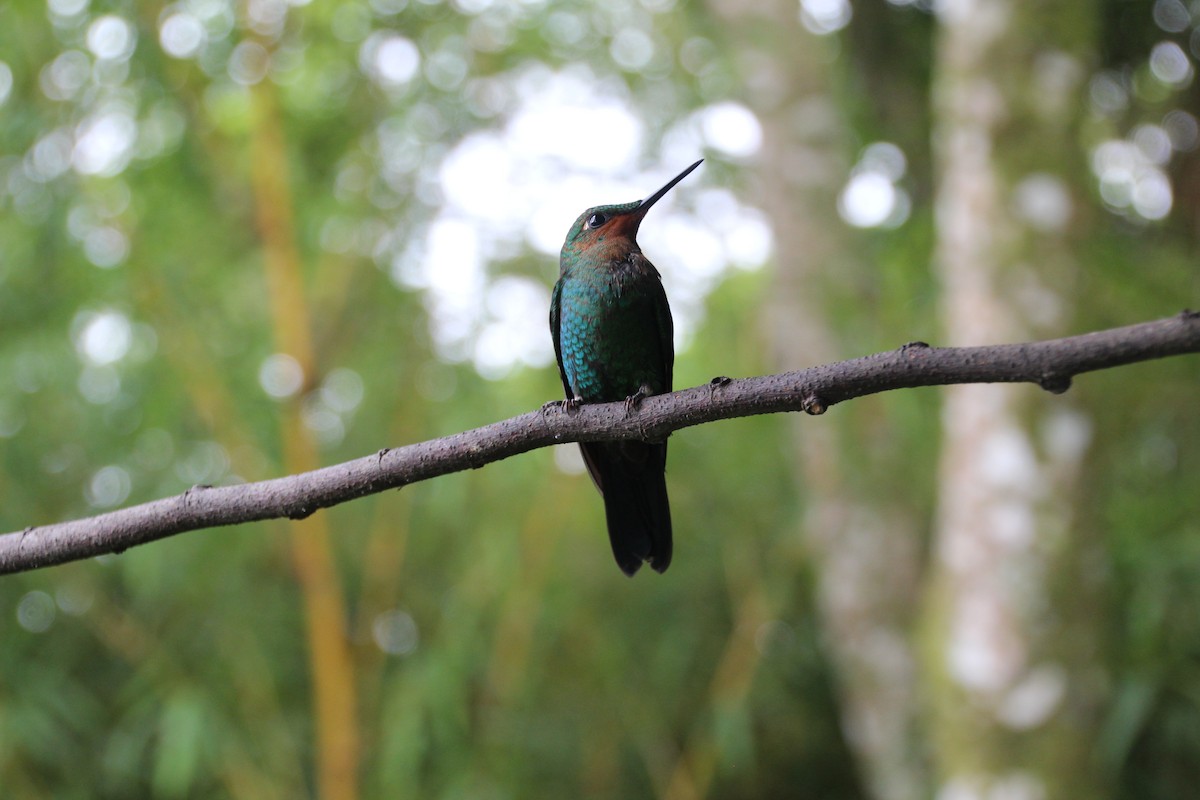 Green-crowned Brilliant - ML639753955