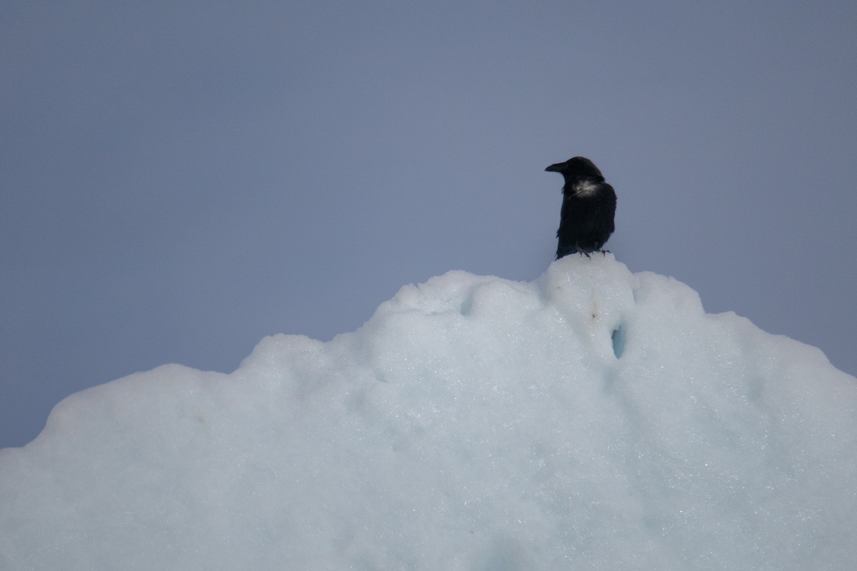Common Raven - ML639753965