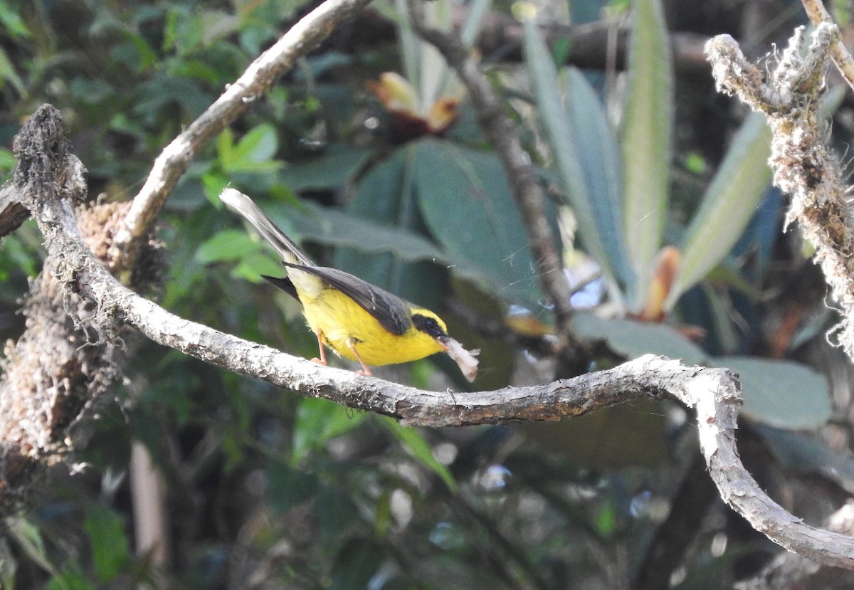 Yellow-bellied Fairy-Fantail - ML639753984
