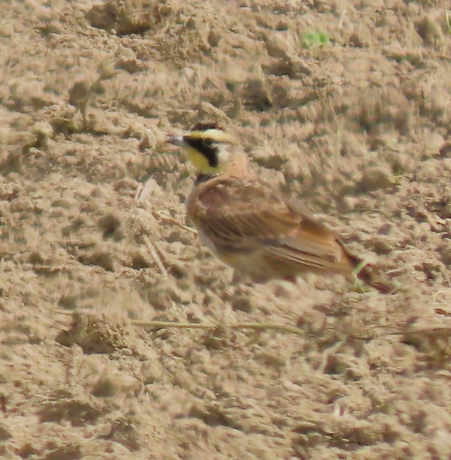 Horned Lark - ML639753999