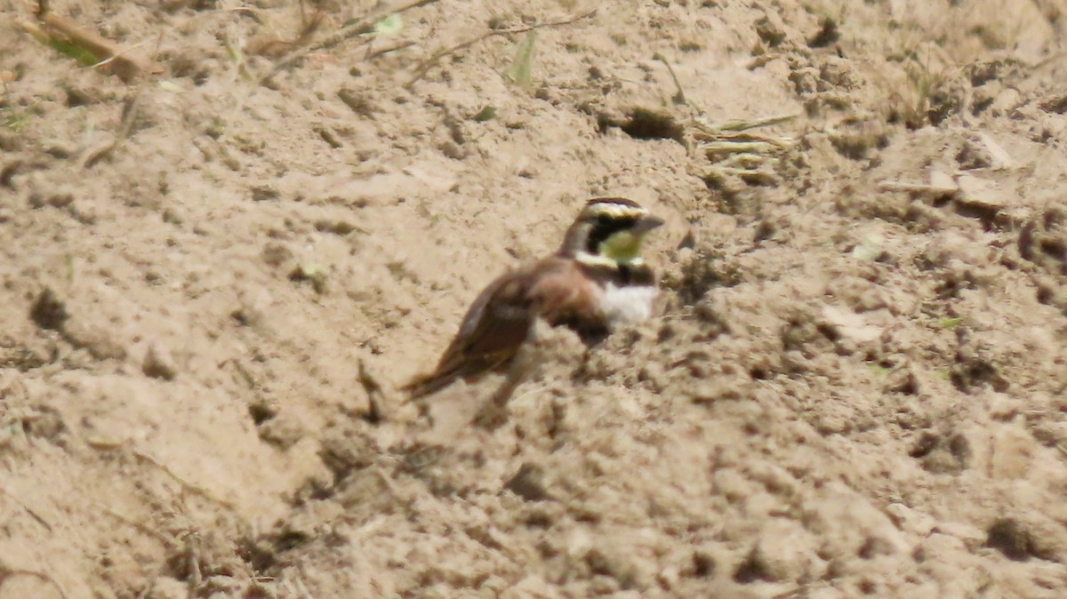 Horned Lark - ML639754000