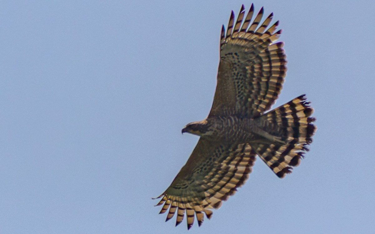 Legge's Hawk-Eagle - ML639754011