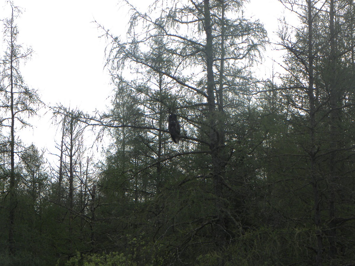 Great Gray Owl - ML639754088