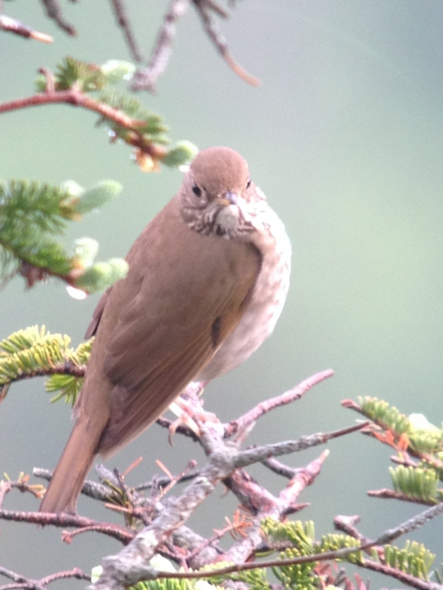 Bicknell's Thrush - ML639754149