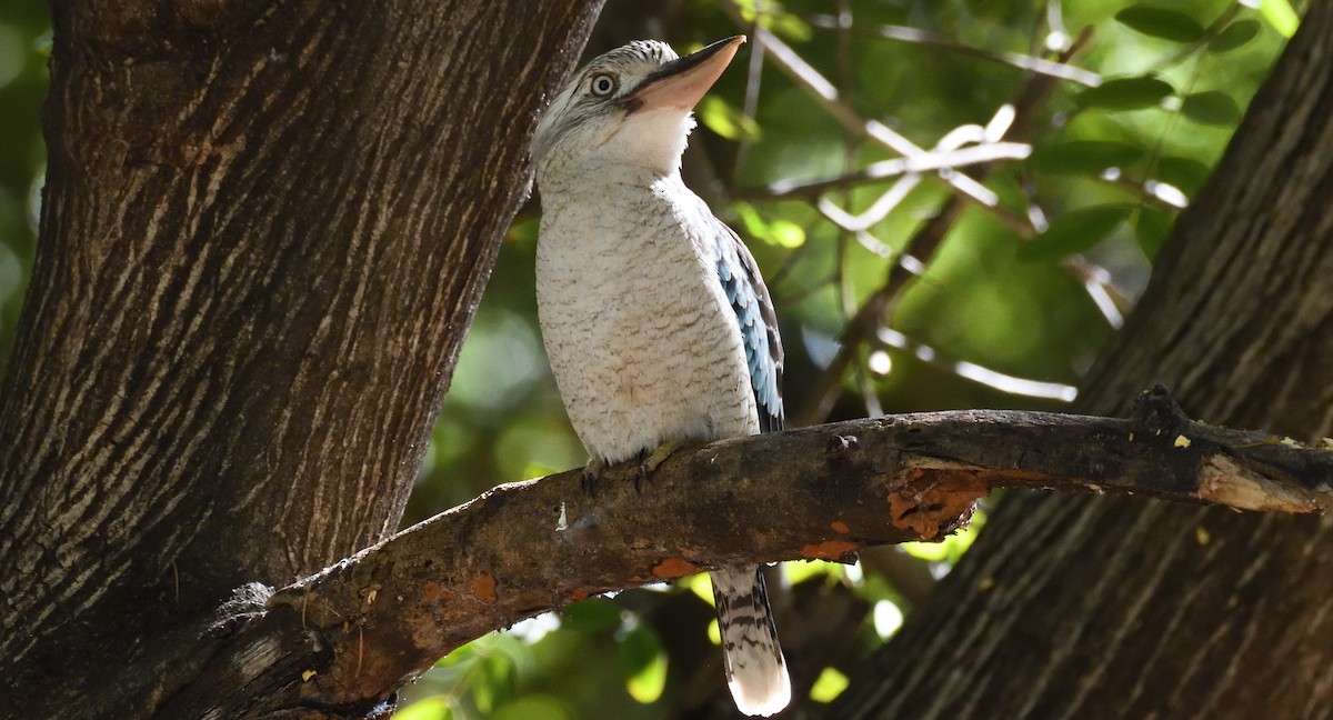 Blue-winged Kookaburra - ML639754170