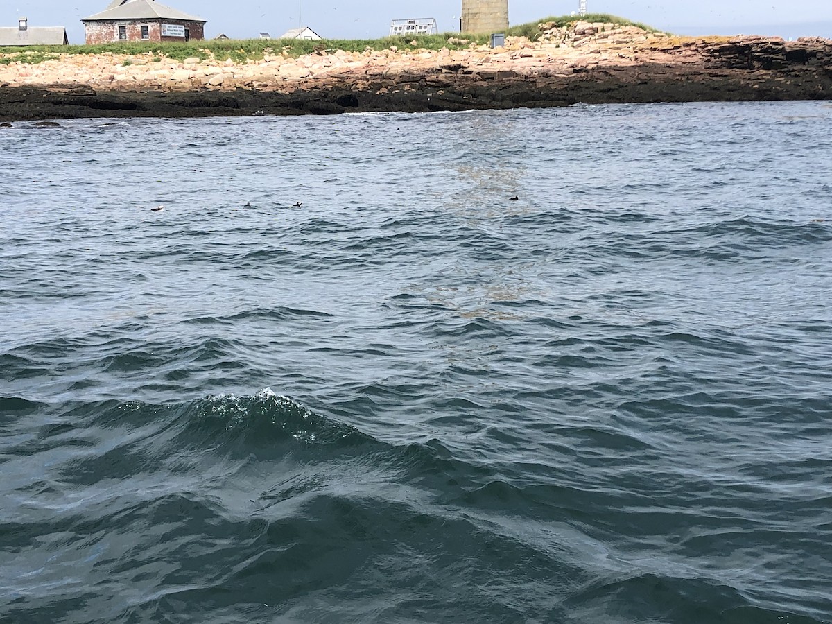 Atlantic Puffin - ML639754180