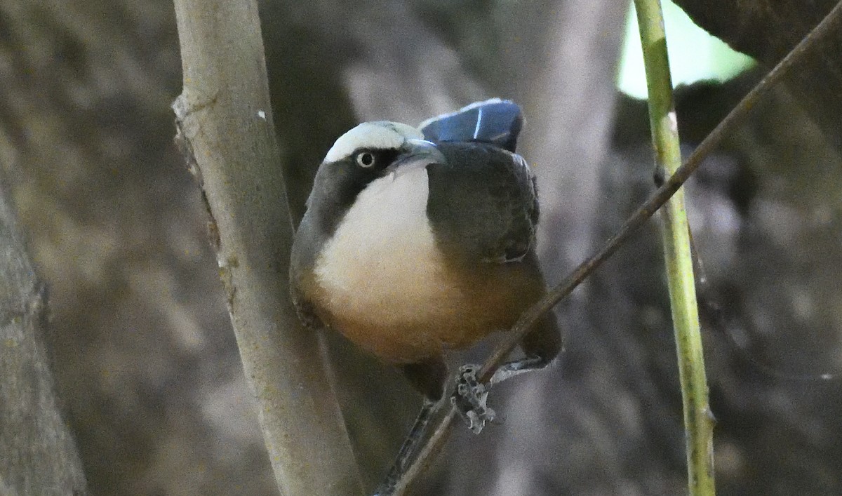 Gray-crowned Babbler - ML639754186