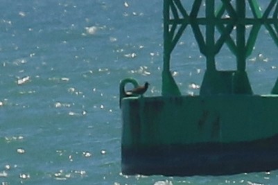 Brown Noddy - ML639754193