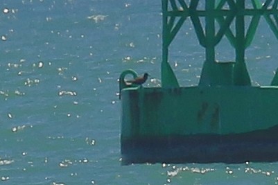 Brown Noddy - ML639754223