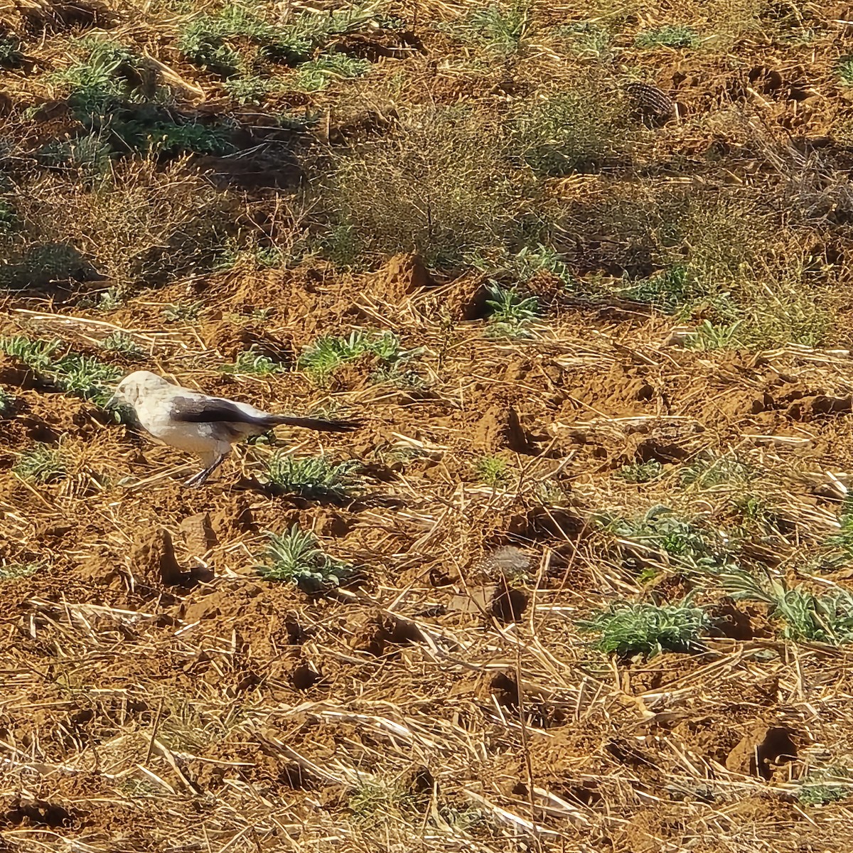 Southern Pied-Babbler - ML639754264