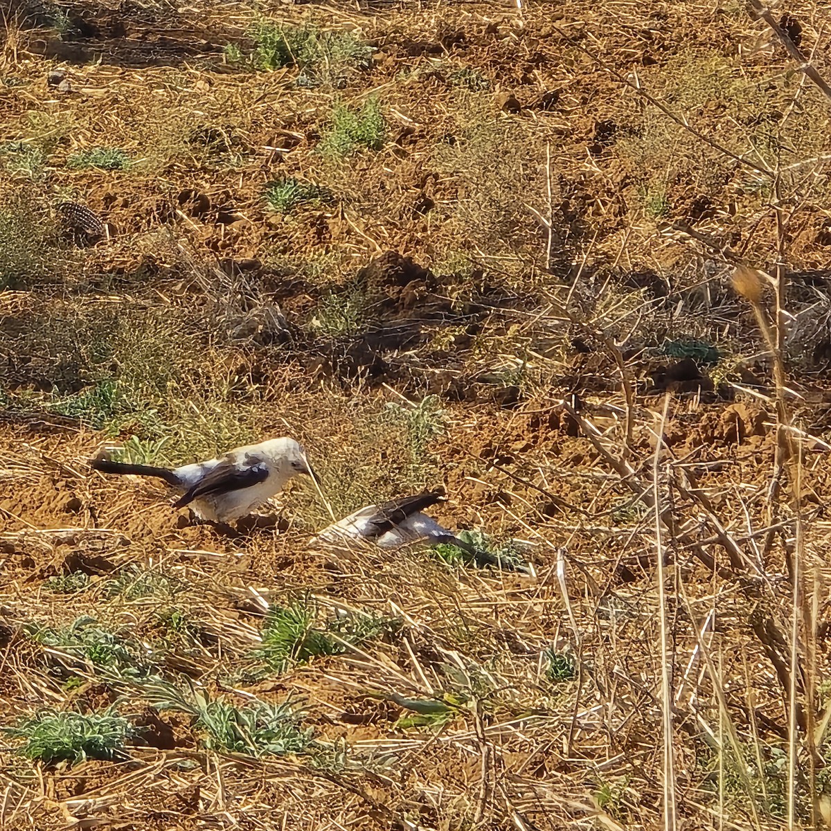 Southern Pied-Babbler - ML639754278