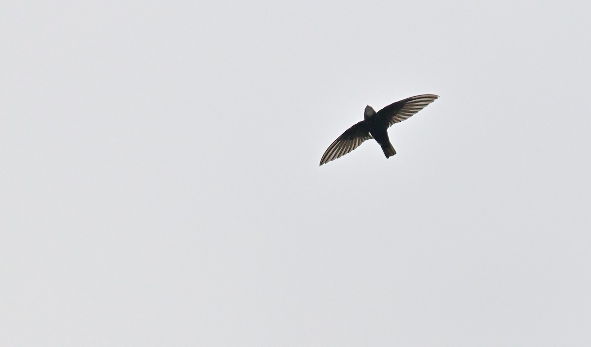 Little Swift - ML639754295
