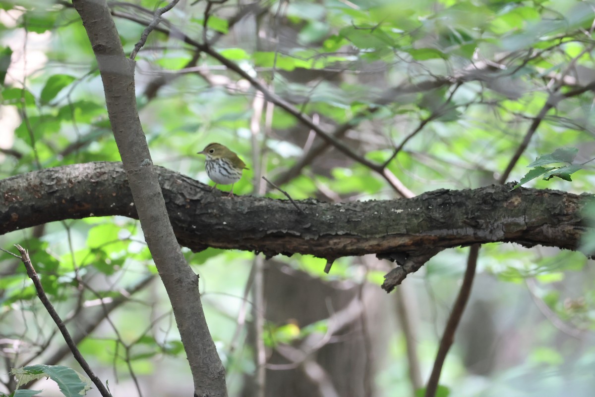 Ovenbird - ML639754312