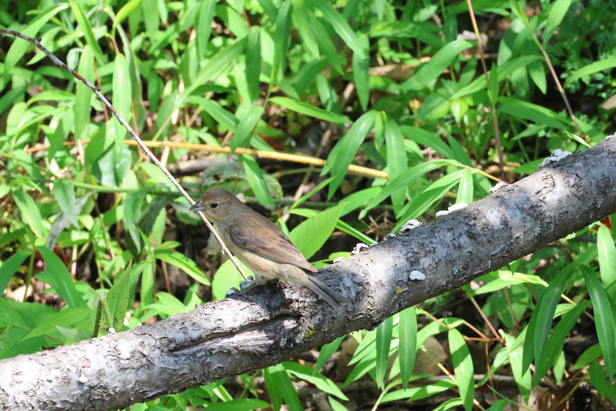 Indigo Bunting - ML639754317