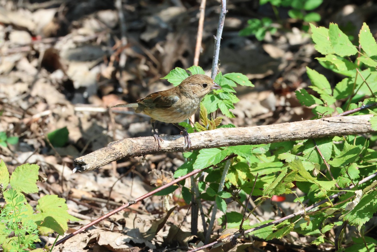Indigo Bunting - ML639754318