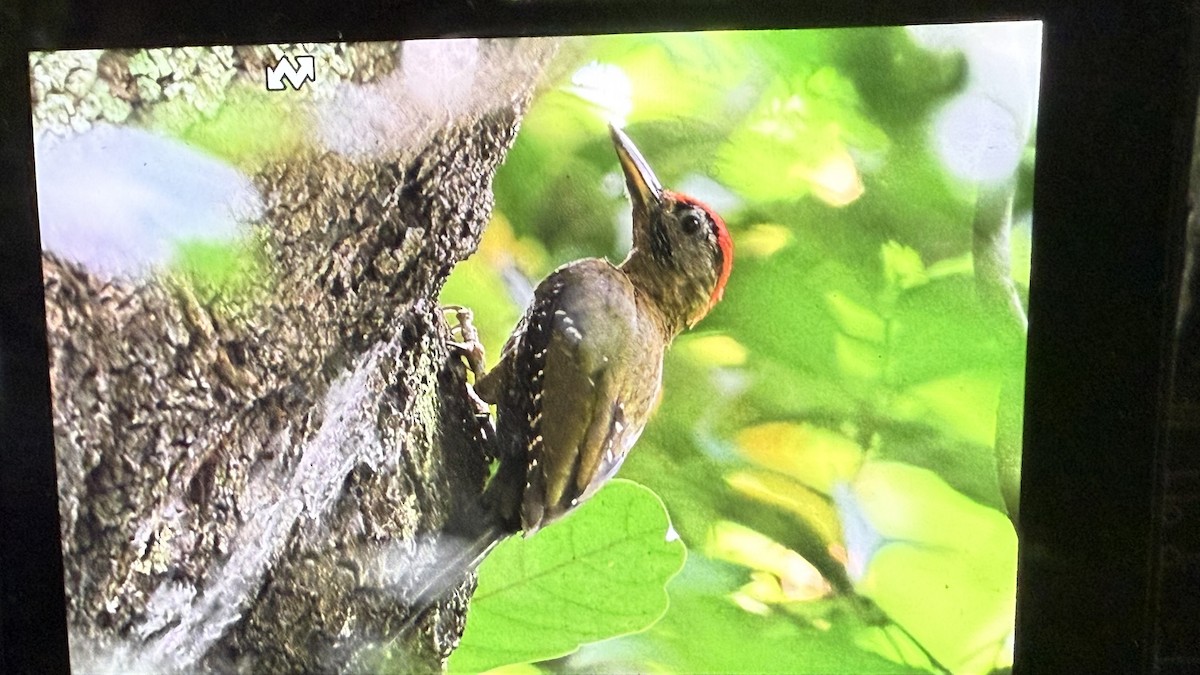 žluna barmská/krajkovaná - ML639754322