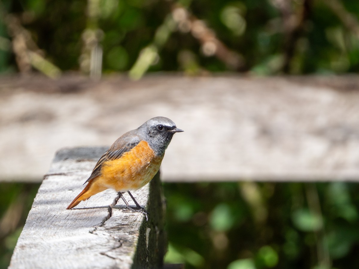 Common Redstart - ML639754374