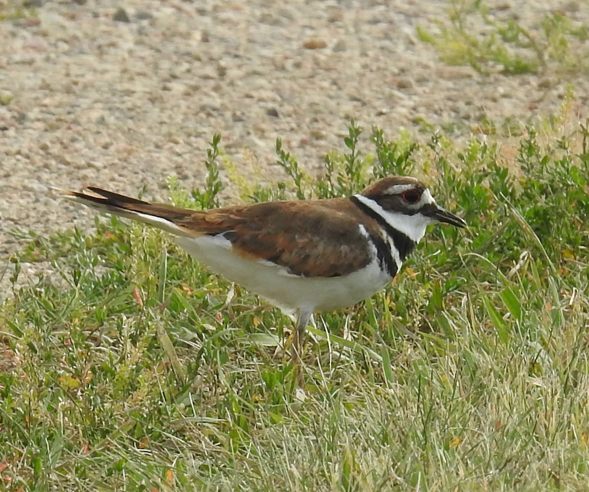 Killdeer - ML639754387