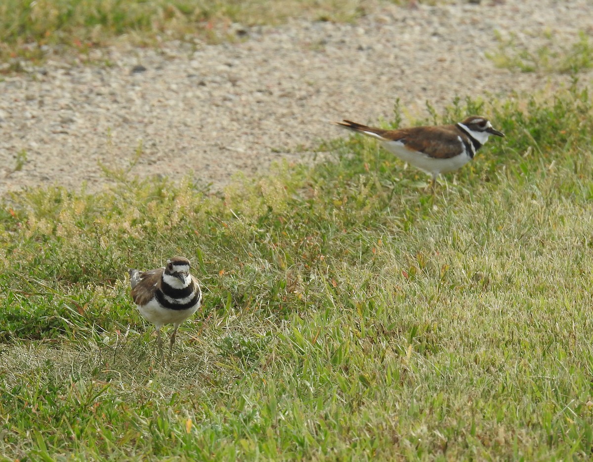 Killdeer - ML639754390