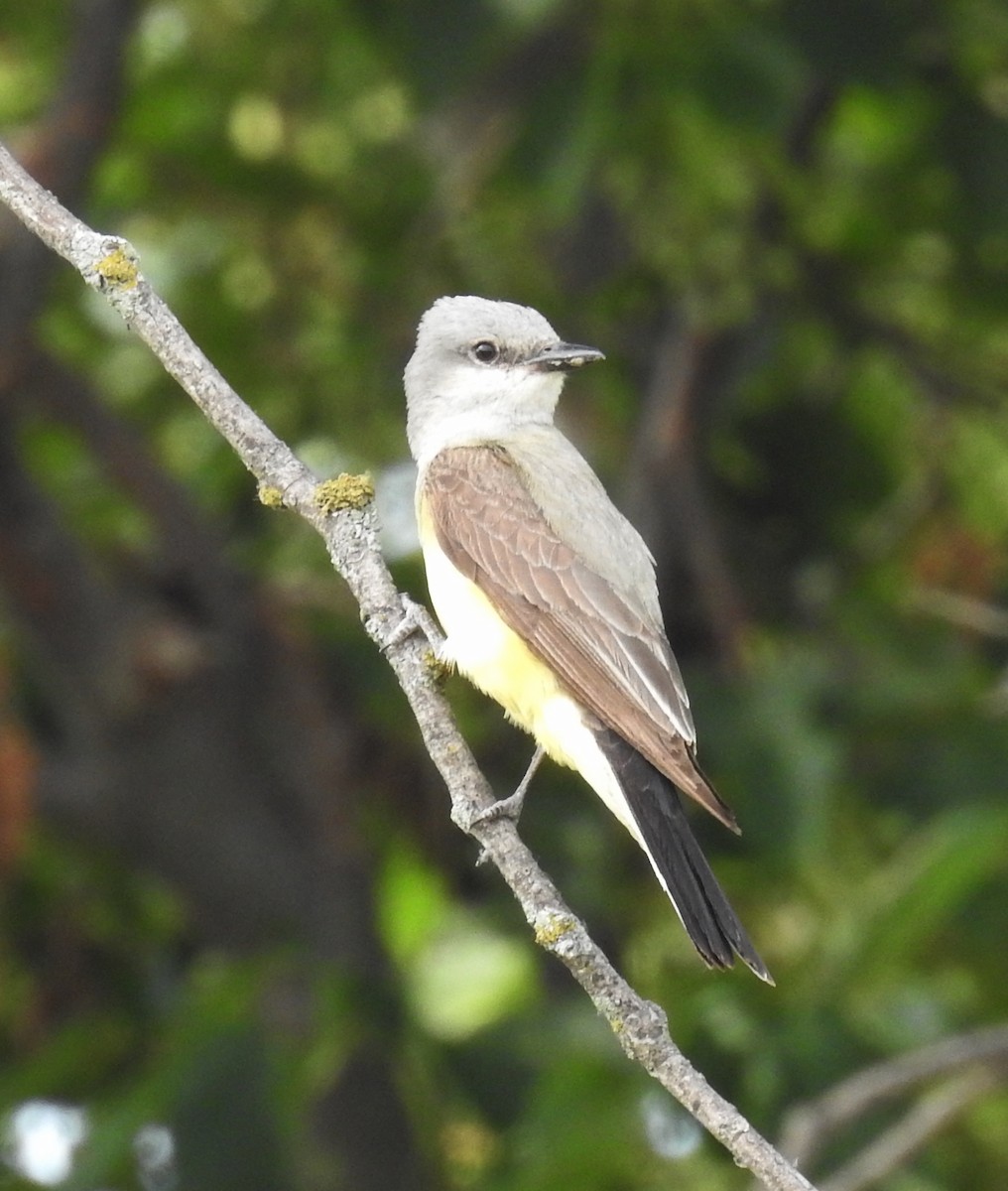 Western Kingbird - ML639754399