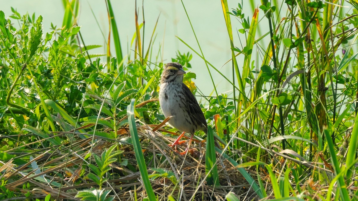 稀樹草鵐(sandwichensis群) - ML639754401